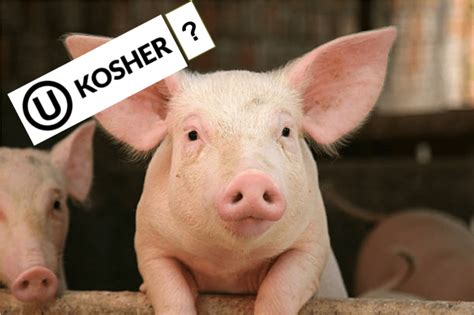 Is pork kosher. Things To Know About Is pork kosher. 